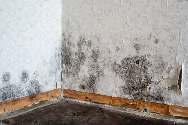 Best Mold Testing and Removal  in Linden, AZ